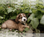Small #5 Bernese Mountain Dog-Caucasian Shepherd Dog Mix