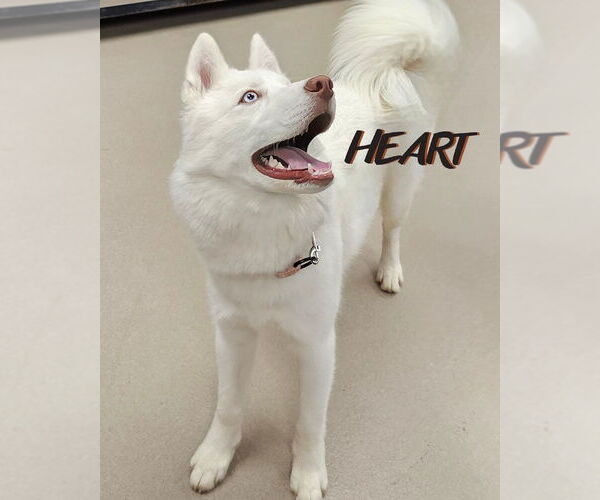 Medium Photo #3 Siberian Husky Puppy For Sale in Severn, MD, USA