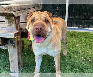 Chinese Shar-Pei Dogs for adoption in Orange, CA, USA
