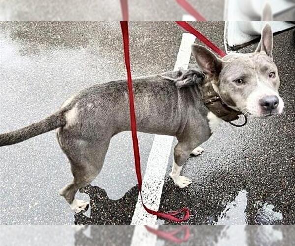 Medium Photo #1 Staffordshire Bull Terrier Puppy For Sale in Houston, TX, USA