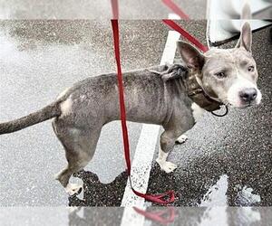 Staffordshire Bull Terrier Dogs for adoption in Houston, TX, USA