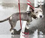 Small Staffordshire Bull Terrier