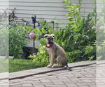 Small #13 American Pit Bull Terrier Mix