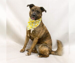 Mutt Dogs for adoption in Sanford, FL, USA