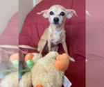 Small #1 Chihuahua Mix