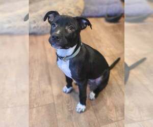 Mutt Dogs for adoption in Des Moines, IA, USA