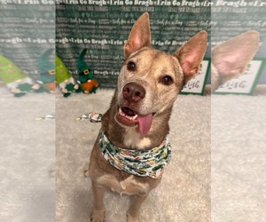 Siberian Husky-Unknown Mix Dogs for adoption in Germantown, OH, USA