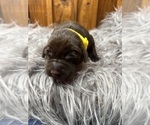 Image preview for Ad Listing. Nickname: Yellow Fox Red