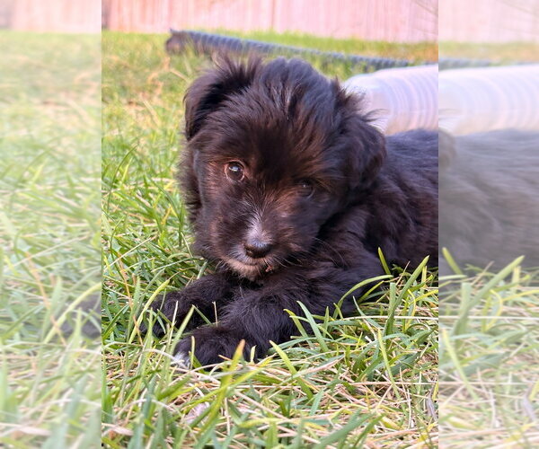 Medium Photo #1 Chihuahua-Unknown Mix Puppy For Sale in Salt Lake City, UT, USA