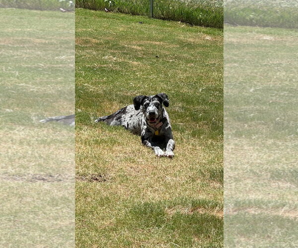 Medium Photo #6 Black and Tan Coonhound-Catahoula Leopard Dog Mix Puppy For Sale in Atlanta, GA, USA