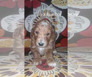 Goldendoodle-Poodle (Standard) Mix Puppy for sale in KEVIL, KY, USA