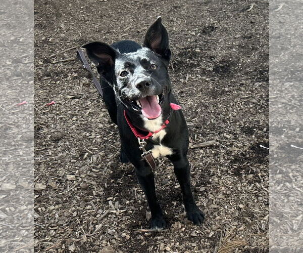 Medium Photo #3 Mutt Puppy For Sale in Clarkesville, GA, USA