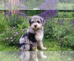 Small Photo #11 Aussiedoodle-Poodle (Standard) Mix Puppy For Sale in MILLVILLE, MN, USA