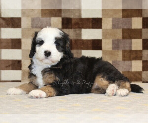 Medium Photo #2 Bernedoodle (Miniature) Puppy For Sale in DENVER, PA, USA