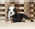 Small #1 Bernedoodle (Miniature)