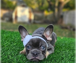 French Bulldog Puppy for sale in INDIANAPOLIS, IN, USA