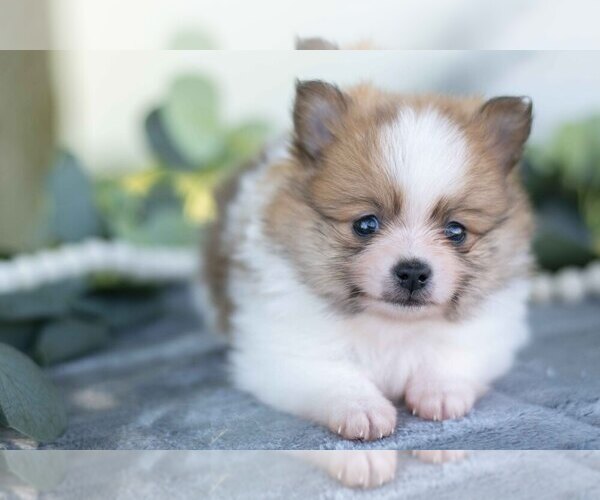 Medium Photo #2 Pomeranian Puppy For Sale in SHILOH, OH, USA