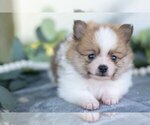 Small #1 Pomeranian