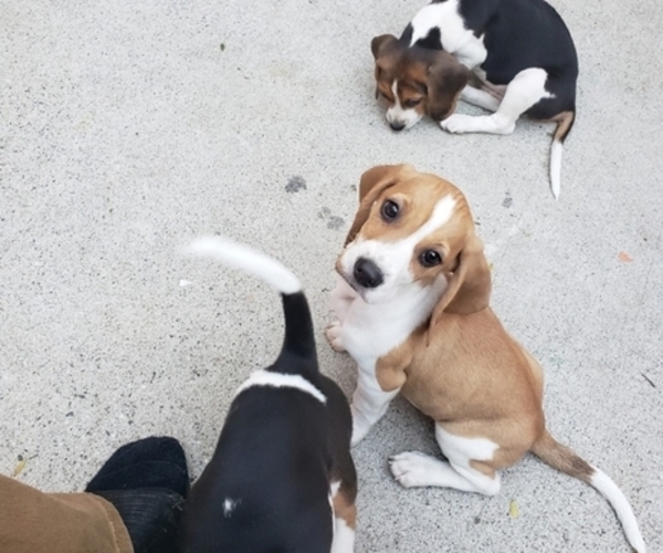 Medium Photo #2 Beagle Puppy For Sale in BALDWIN PARK, CA, USA