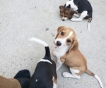 Small Photo #2 Beagle Puppy For Sale in BALDWIN PARK, CA, USA
