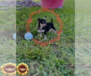 Chihuahua Puppy for sale in ATHENS, GA, USA
