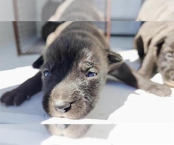 Medium Photo #1 German Shepherd Dog-Unknown Mix Puppy For Sale in Houston, TX, USA