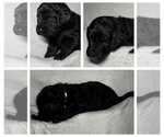 Small Photo #43 Goldendoodle Puppy For Sale in HOWARD CITY, MI, USA