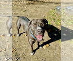 Small #12 American Pit Bull Terrier-American Staffordshire Terrier Mix