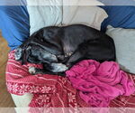 Small #5 Great Dane