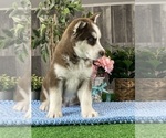Small #1 Siberian Husky
