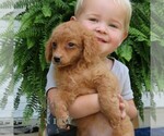 Small #2 Cavapoo