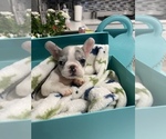 Small Photo #8 French Bulldog Puppy For Sale in VICTORVILLE, CA, USA