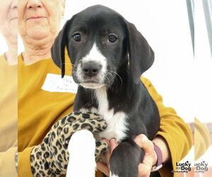 Labrador Retriever-Unknown Mix Dogs for adoption in Washington, DC, USA