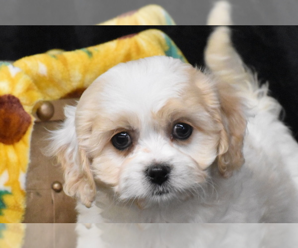 Medium Photo #5 Cavachon Puppy For Sale in ELDORADO, OH, USA