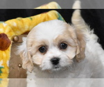 Small Photo #5 Cavachon Puppy For Sale in ELDORADO, OH, USA