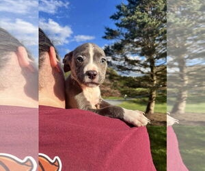American Pit Bull Terrier-Unknown Mix Dogs for adoption in Derwood, MD, USA