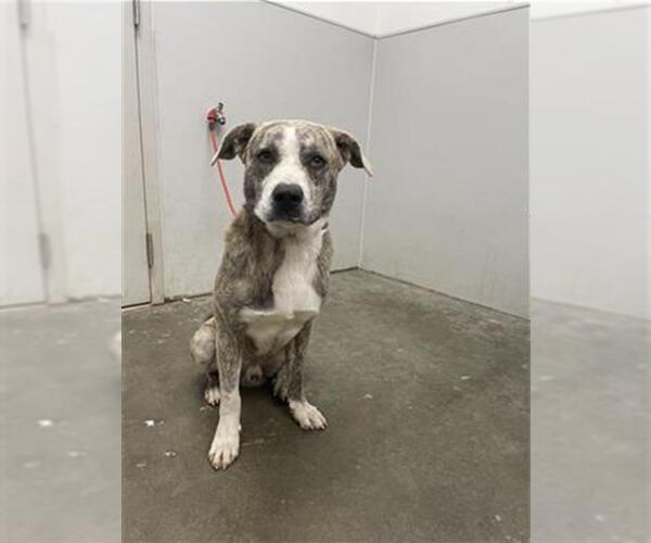 Medium Photo #1 Staffordshire Bull Terrier-Unknown Mix Puppy For Sale in Rosenberg, TX, USA