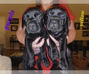 Cane Corso-Mastador Mix Puppy for sale in THAXTON, VA, USA