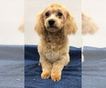 Small #2 Shih Tzu Mix