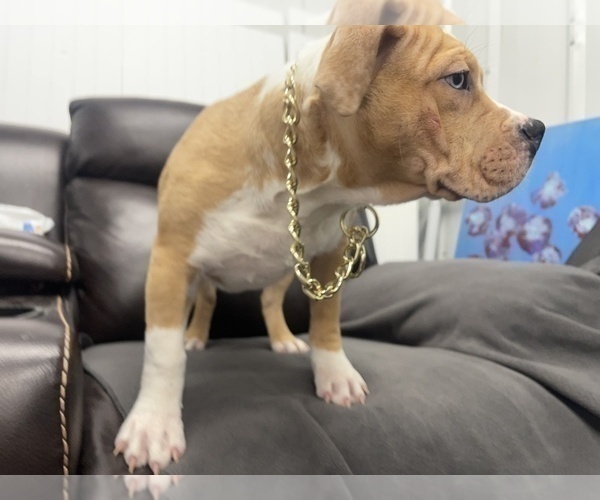 Medium Photo #13 American Bully Puppy For Sale in REESEVILLE, WI, USA