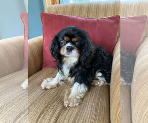 Cavalier King Charles Spaniel Dogs for adoption in St. Louis Park, MN, USA