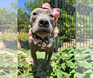 Harper - Female American Pit Bull Terrier-Unknown Mix Dog for Adoption - Photo #5