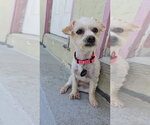 Small Photo #4 Silky Terrier-Unknown Mix Puppy For Sale in Pacifica, CA, USA