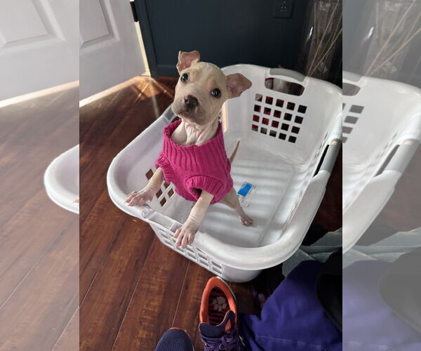 Medium Photo #3 American Bulldog-Unknown Mix Puppy For Sale in Greenville, SC, USA