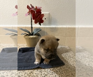 Shiba Inu Puppy for sale in NORCO, CA, USA