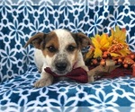Small Photo #10 Australian Cattle Dog-Jack Russell Terrier Mix Puppy For Sale in LAKELAND, FL, USA