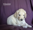 Small Photo #2 Goldendoodle Puppy For Sale in GRANDVIEW, MO, USA