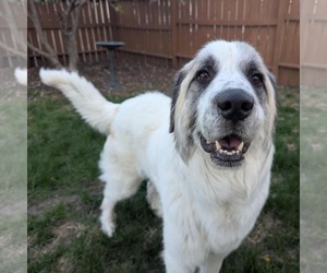 Great Pyrenees Dogs for adoption in Brooklyn Center, MN, USA