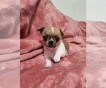 Small Photo #6 Chihuahua Puppy For Sale in MOUNT AIRY, NC, USA