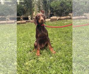 Doberman Pinscher Dogs for adoption in HOPKINSVILLE/PRINCETON, KY, NH, USA